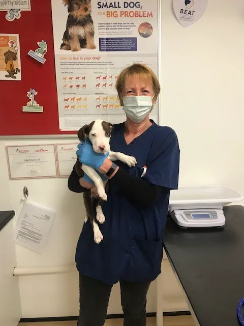 easipetcare - Kettering Picture 1