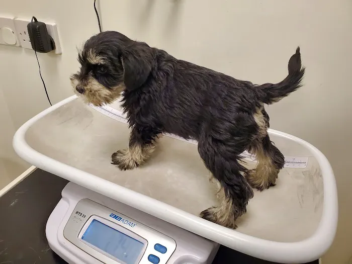 easipetcare - Kettering Picture 7