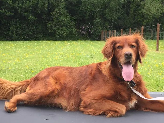 RH DOG PENS Picture 2