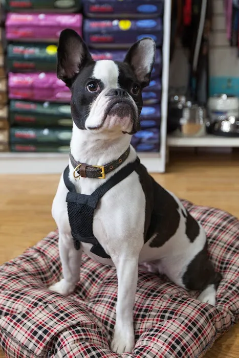 Heatherlea Pet Supplies Picture 9