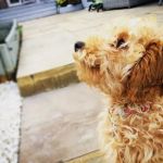Vets for Pets Kettering