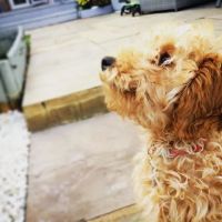 Vets for Pets Kettering ico