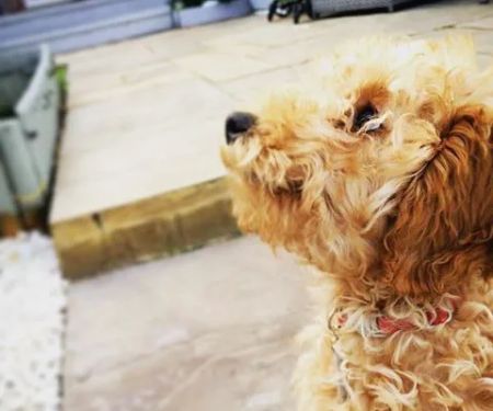Vets for Pets Kettering