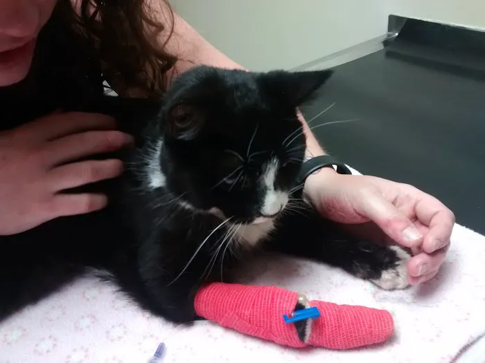 Vets for Pets Kettering Picture 9