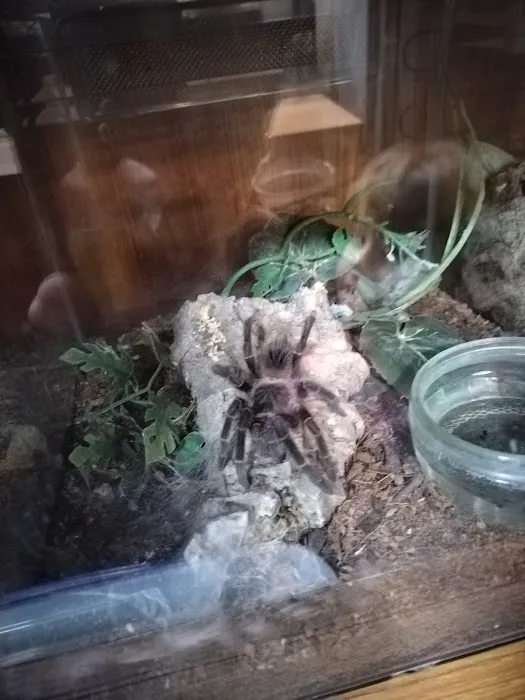 Kettering Reptiles Picture 1