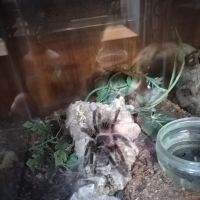 Kettering Reptiles ico