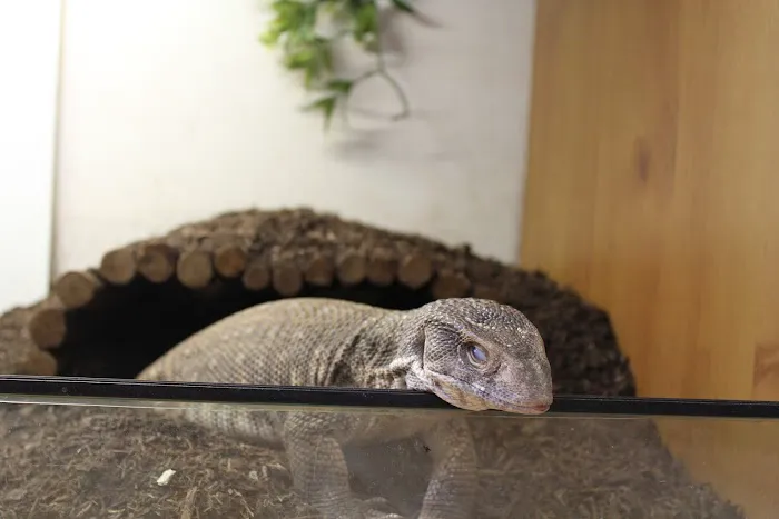 Kettering Reptiles Picture 7