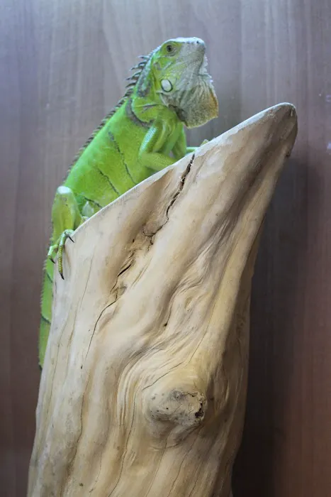 Kettering Reptiles Picture 5