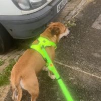 Jamie's Pet Store ico