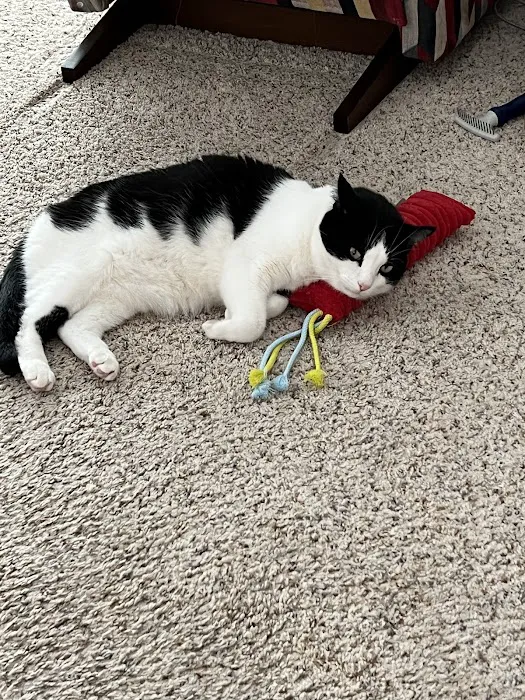 Katzenworld Ltd Picture 2