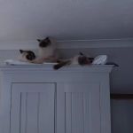 Katzenworld Ltd