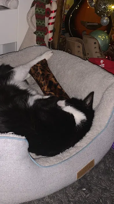 Katzenworld Ltd Picture 3