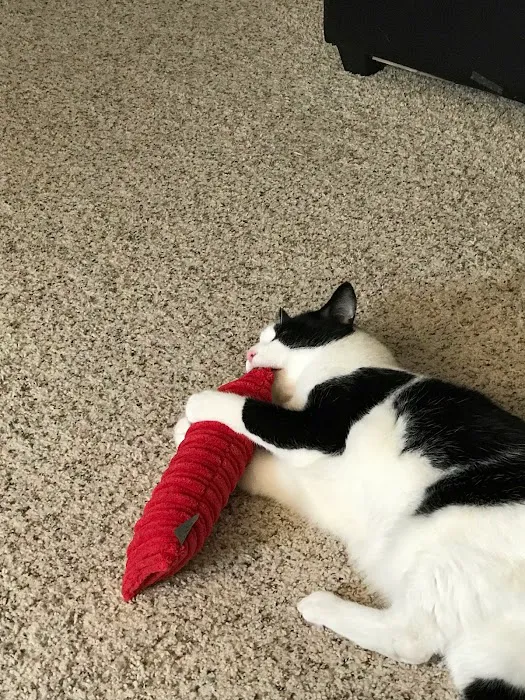 Katzenworld Ltd Picture 5