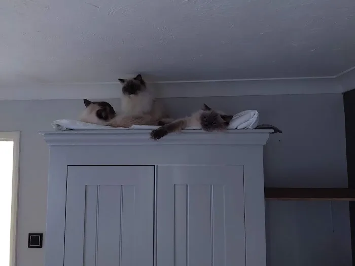 Katzenworld Ltd Picture 4