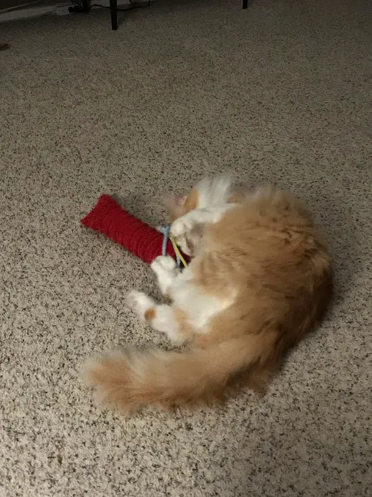 Katzenworld Ltd Picture 7