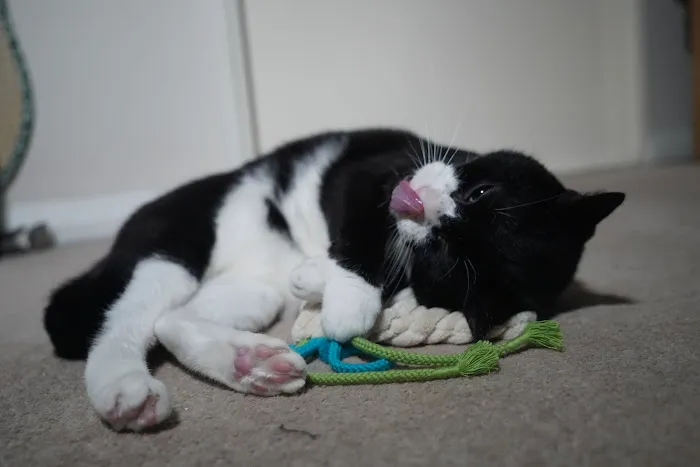 Katzenworld Ltd Picture 8