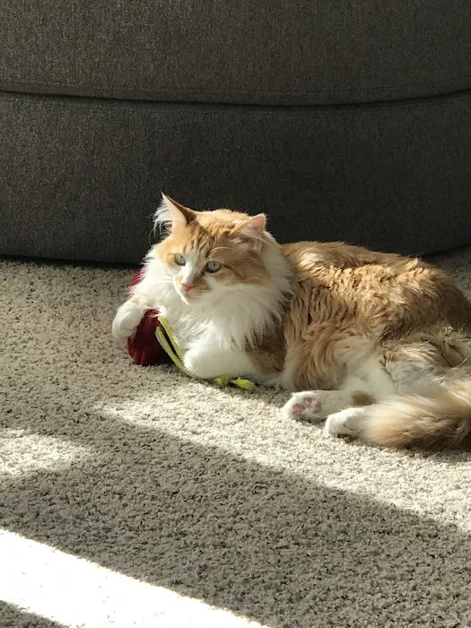 Katzenworld Ltd Picture 9