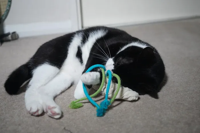 Katzenworld Ltd Picture 10