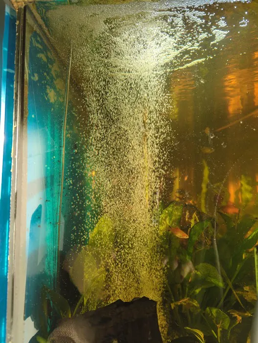 Kettering Koi & Ponds Ltd Picture 5