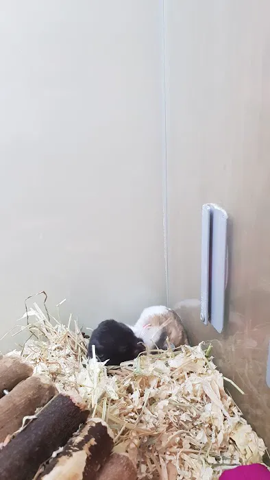 Pets at Home Kettering Picture 3