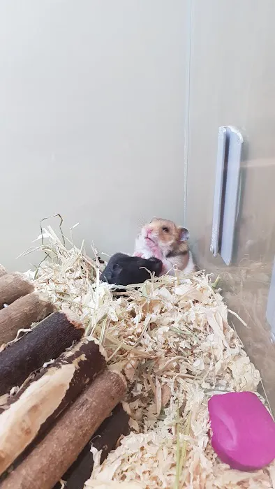 Pets at Home Kettering Picture 5