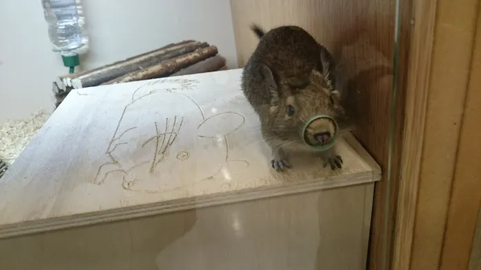 Pets at Home Kettering Picture 6