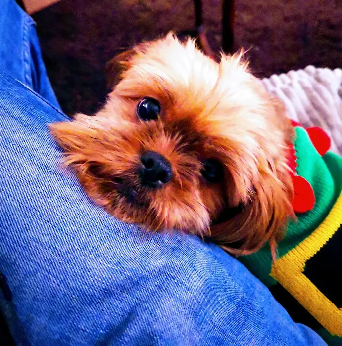 Pets at Home Kettering Picture 8