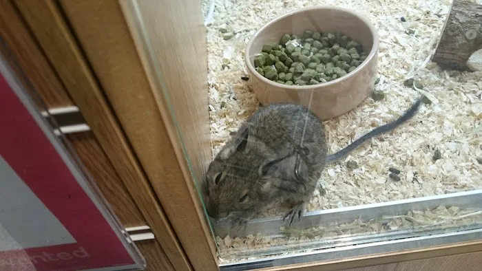 Pets at Home Kettering Picture 10