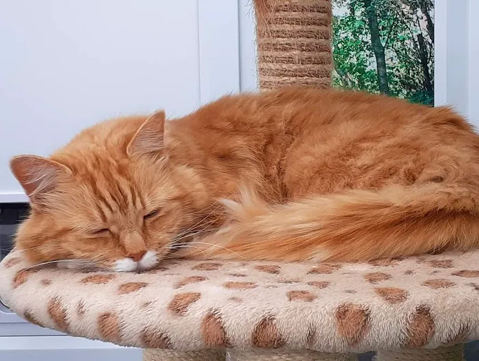 Bradgate View Luxury Cat Hotel Picture 2