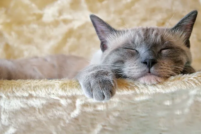 Bradgate View Luxury Cat Hotel Picture 1