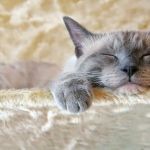 Bradgate View Luxury Cat Hotel