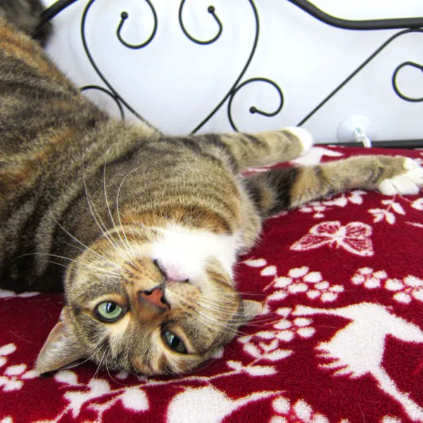 Bradgate View Luxury Cat Hotel Picture 4