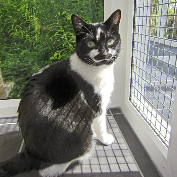 Bradgate View Luxury Cat Hotel Picture 9