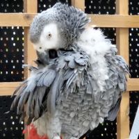 Maidenhead Aquatics Burton Latimer ico