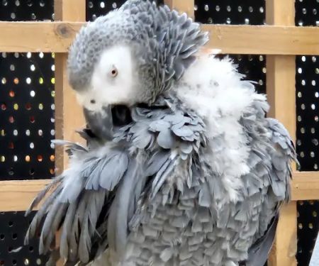 Maidenhead Aquatics Burton Latimer