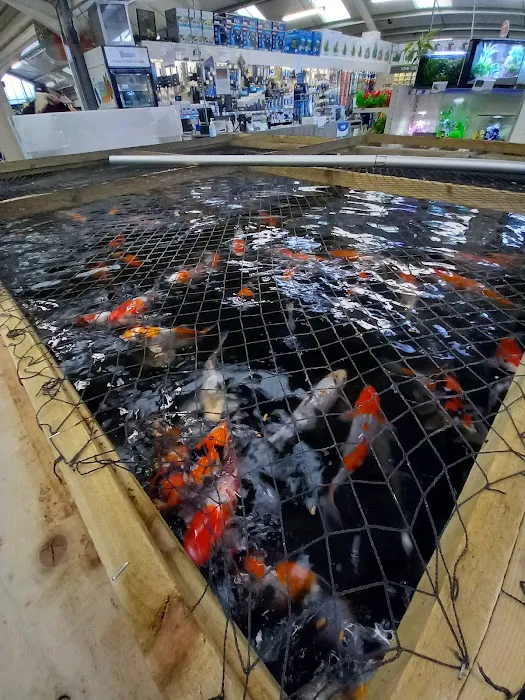 Maidenhead Aquatics Burton Latimer Picture 3