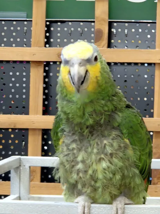 Maidenhead Aquatics Burton Latimer Picture 4