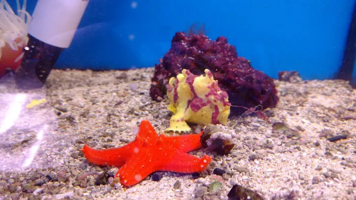 Maidenhead Aquatics Burton Latimer Picture 8