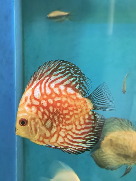 Maidenhead Aquatics Burton Latimer Picture 9