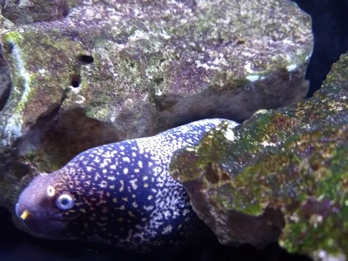 Maidenhead Aquatics Burton Latimer Picture 10