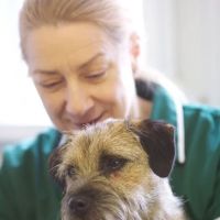 The Park Vet Group in Whetstone ico