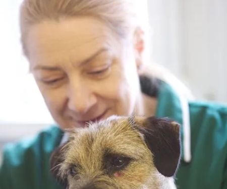The Park Vet Group in Whetstone