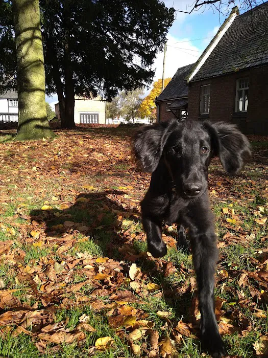 The Park Vet Group in Whetstone Picture 7