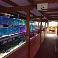 Maidenhead Aquatics Stapleton ico