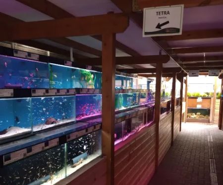 Maidenhead Aquatics Stapleton
