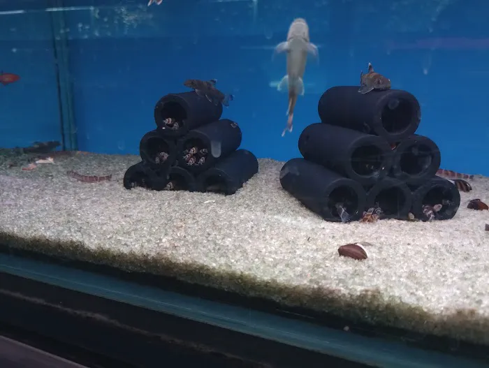 Maidenhead Aquatics Stapleton Picture 5