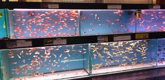 Maidenhead Aquatics Stapleton Picture 8