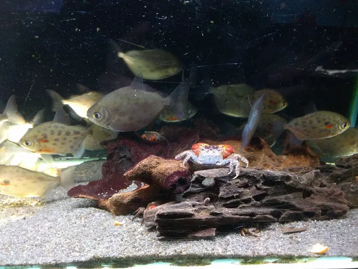 Maidenhead Aquatics Stapleton Picture 9