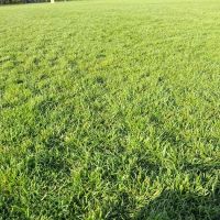 Sheltone Poultry ico