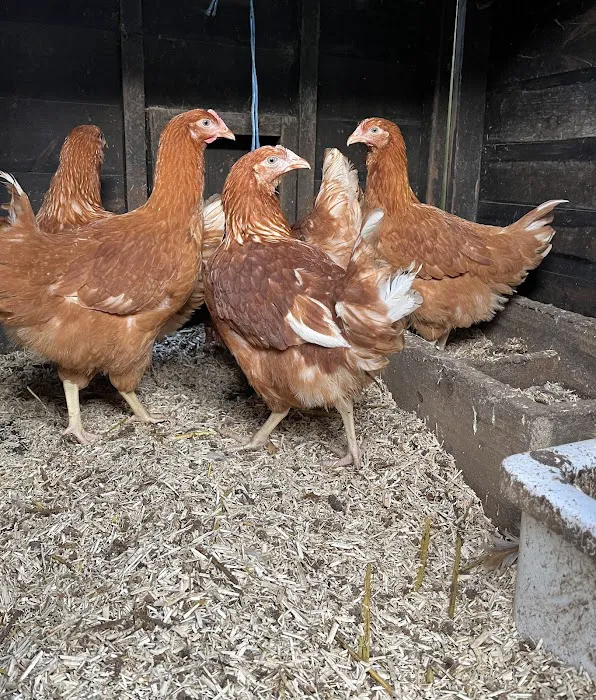 Sheltone Poultry Picture 2